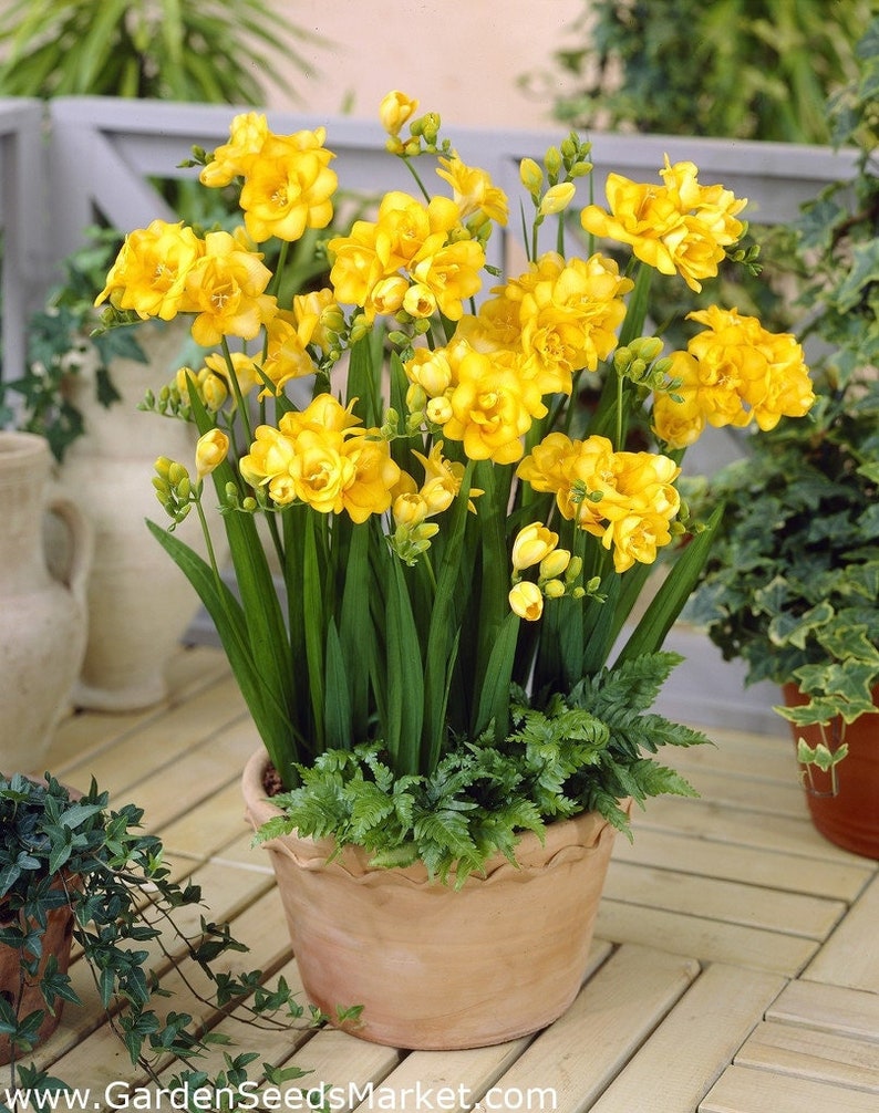 Double Yellow Freesia Bulbs Growing Bonsai Roots Rhizomes Corms Tubers Potted Planting Reblooming Fragrant Garden Species Blooms Flower Seeds Plant Gardening