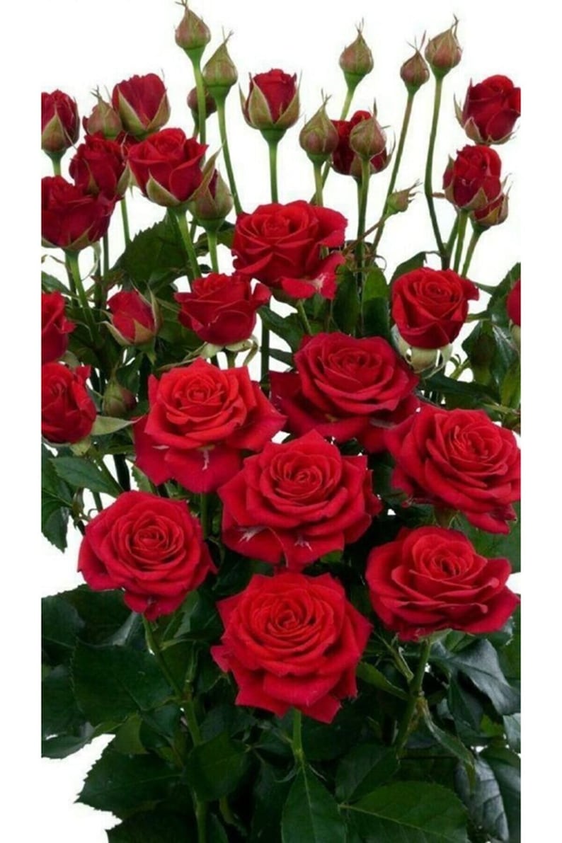 Red Rose Seedlings Flower Seeds Perennial Growing Bonsai Corms Tubers Potted Planting Reblooming Fragrant Garden Roots Rhizomes Species Blooms Plant Bulbs Gardening Tree