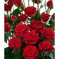 Red Rose Seedlings Flower Seeds Perennial Growing Bonsai Corms Tubers Potted Planting Reblooming Fragrant Garden Roots Rhizomes Species Blooms Plant Bulbs Gardening Tree