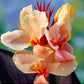 Angel Martin Canna Bulbs Perennial Growing Bonsai Roots Rhizomes Corms Tubers Potted Planting Reblooming Fragrant Garden Species Blooms Flower Seeds Plant Gardening