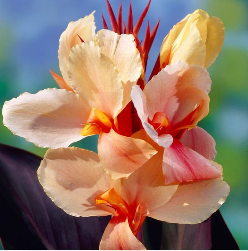 Angel Martin Canna Bulbs Perennial Growing Bonsai Roots Rhizomes Corms Tubers Potted Planting Reblooming Fragrant Garden Species Blooms Flower Seeds Plant Gardening