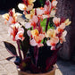 Angel Martin Canna Bulbs Perennial Growing Bonsai Roots Rhizomes Corms Tubers Potted Planting Reblooming Fragrant Garden Species Blooms Flower Seeds Plant Gardening