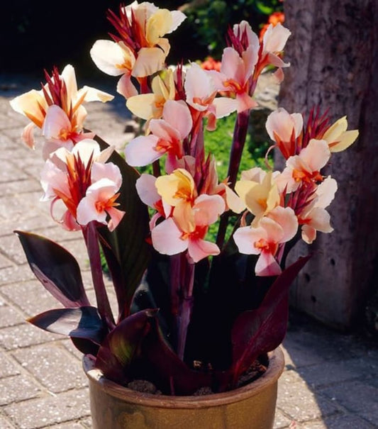 Angel Martin Canna Bulbs Perennial Growing Bonsai Roots Rhizomes Corms Tubers Potted Planting Reblooming Fragrant Garden Species Blooms Flower Seeds Plant Gardening