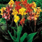 Yellow Red Canna Bulbs Perennial Growing Bonsai Roots Rhizomes Corms Tubers Potted Planting Reblooming Fragrant Garden Species Blooms Flower Seeds Plant Gardening