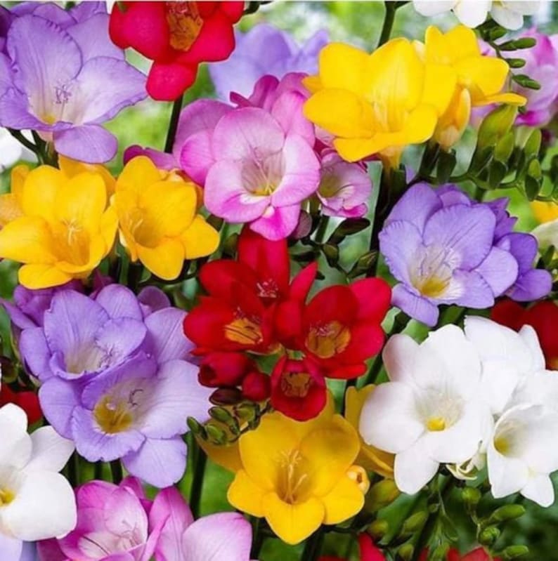 Cheap Freesia Bulbs Growing Bonsai Roots Rhizomes Corms Tubers Potted Planting Reblooming Fragrant Garden Species Blooms Flower Seeds Plant Gardening