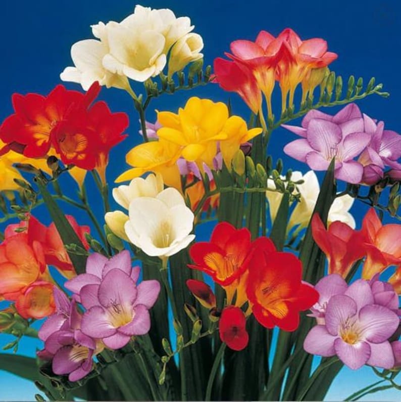 Cheap Freesia Bulbs Growing Bonsai Roots Rhizomes Corms Tubers Potted Planting Reblooming Fragrant Garden Species Blooms Flower Seeds Plant Gardening