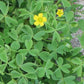 Yellow Oxalis Bulbs Wood Sorrel Shamrock Perennial Growing Bonsai Roots Rhizomes Corms Tubers Potted Planting Reblooming Fragrant Garden Species Blooms Flower Seeds Plant Gardening