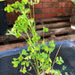 Yellow Oxalis Bulbs Wood Sorrel Shamrock Perennial Growing Bonsai Roots Rhizomes Corms Tubers Potted Planting Reblooming Fragrant Garden Species Blooms Flower Seeds Plant Gardening
