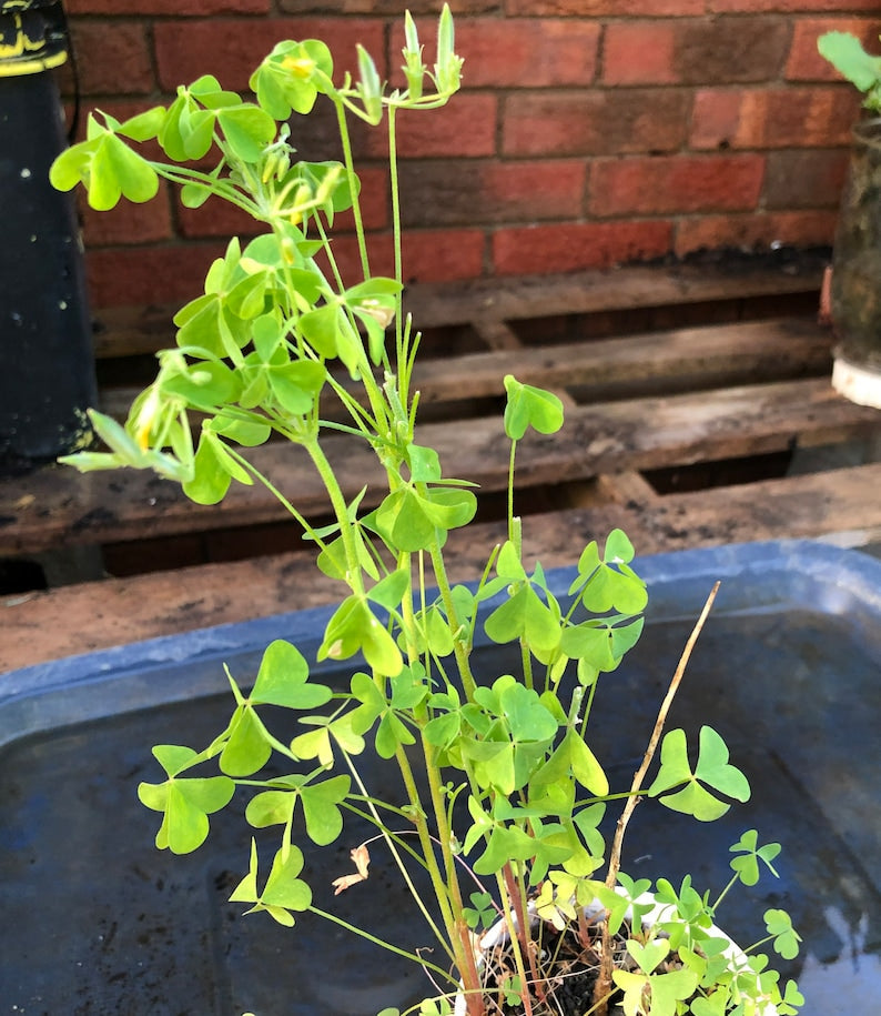Yellow Oxalis Bulbs Wood Sorrel Shamrock Perennial Growing Bonsai Roots Rhizomes Corms Tubers Potted Planting Reblooming Fragrant Garden Species Blooms Flower Seeds Plant Gardening