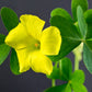 Yellow Oxalis Bulbs Wood Sorrel Shamrock Perennial Growing Bonsai Roots Rhizomes Corms Tubers Potted Planting Reblooming Fragrant Garden Species Blooms Flower Seeds Plant Gardening