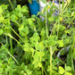 Yellow Oxalis Bulbs Wood Sorrel Shamrock Perennial Growing Bonsai Roots Rhizomes Corms Tubers Potted Planting Reblooming Fragrant Garden Species Blooms Flower Seeds Plant Gardening