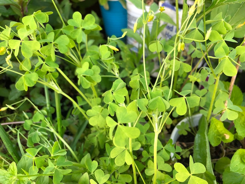Yellow Oxalis Bulbs Wood Sorrel Shamrock Perennial Growing Bonsai Roots Rhizomes Corms Tubers Potted Planting Reblooming Fragrant Garden Species Blooms Flower Seeds Plant Gardening