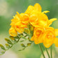 Double Yellow Freesia Bulbs Growing Bonsai Roots Rhizomes Corms Tubers Potted Planting Reblooming Fragrant Garden Species Blooms Flower Seeds Plant Gardening