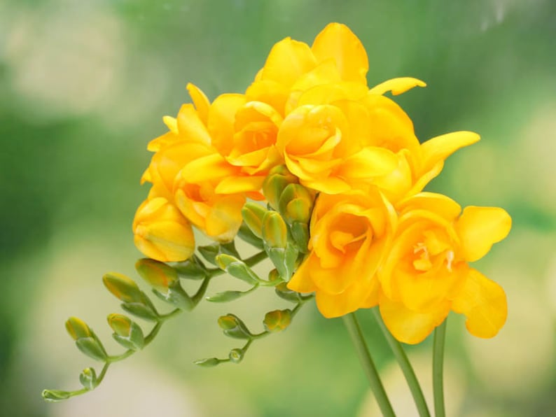 Double Yellow Freesia Bulbs Growing Bonsai Roots Rhizomes Corms Tubers Potted Planting Reblooming Fragrant Garden Species Blooms Flower Seeds Plant Gardening