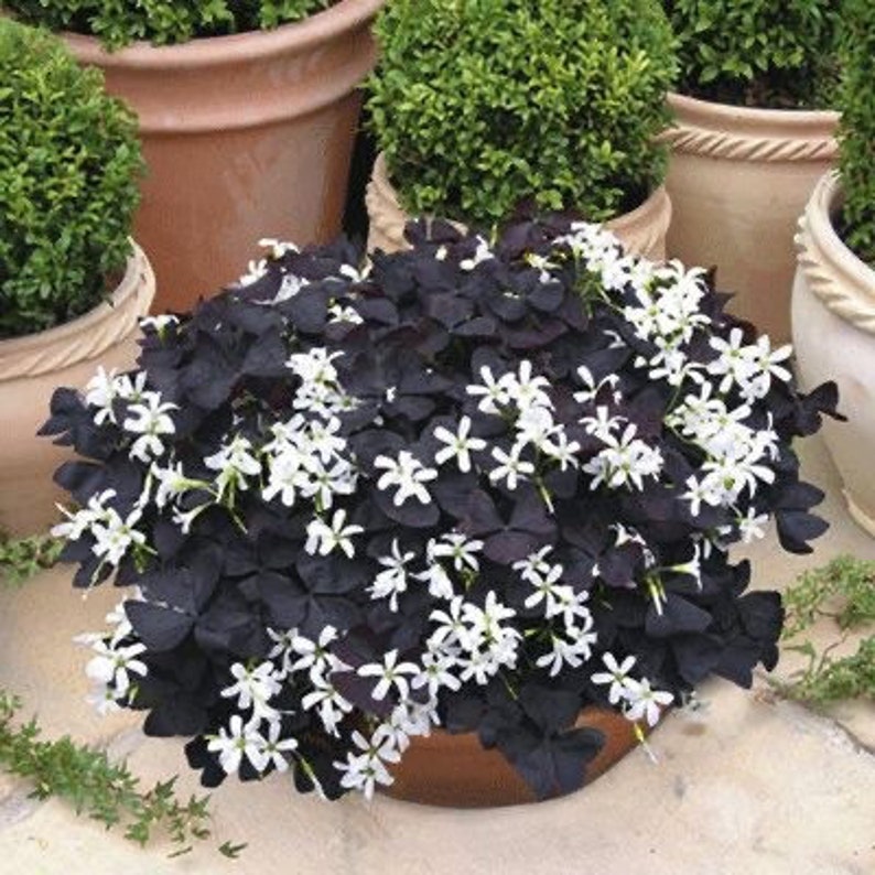 Dark Oxalis Bulbs Wood Sorrel Shamrock Perennial Growing Bonsai Roots Rhizomes Corms Tubers Potted Planting Reblooming Fragrant Garden Species Blooms Flower Seeds Plant Gardening