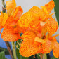 Yellow Canna Bulbs Perennial Growing Bonsai Roots Rhizomes Corms Tubers Potted Planting Reblooming Fragrant Garden Species Blooms Flower Seeds Plant Gardening