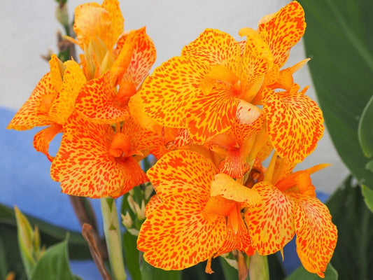 Yellow Canna Bulbs Perennial Growing Bonsai Roots Rhizomes Corms Tubers Potted Planting Reblooming Fragrant Garden Species Blooms Flower Seeds Plant Gardening