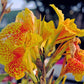 Yellow Canna Bulbs Perennial Growing Bonsai Roots Rhizomes Corms Tubers Potted Planting Reblooming Fragrant Garden Species Blooms Flower Seeds Plant Gardening