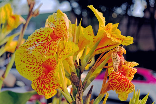 Yellow Canna Bulbs Perennial Growing Bonsai Roots Rhizomes Corms Tubers Potted Planting Reblooming Fragrant Garden Species Blooms Flower Seeds Plant Gardening