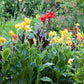 Yellow Canna Bulbs Perennial Growing Bonsai Roots Rhizomes Corms Tubers Potted Planting Reblooming Fragrant Garden Species Blooms Flower Seeds Plant Gardening