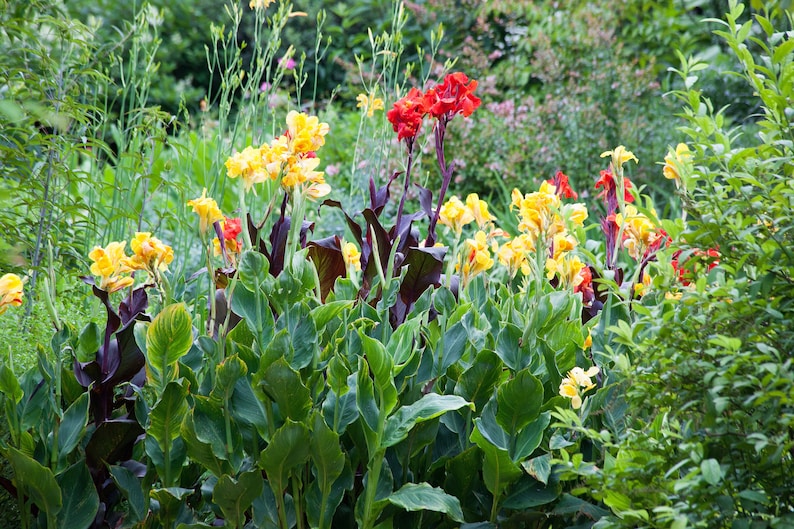 Yellow Canna Bulbs Perennial Growing Bonsai Roots Rhizomes Corms Tubers Potted Planting Reblooming Fragrant Garden Species Blooms Flower Seeds Plant Gardening