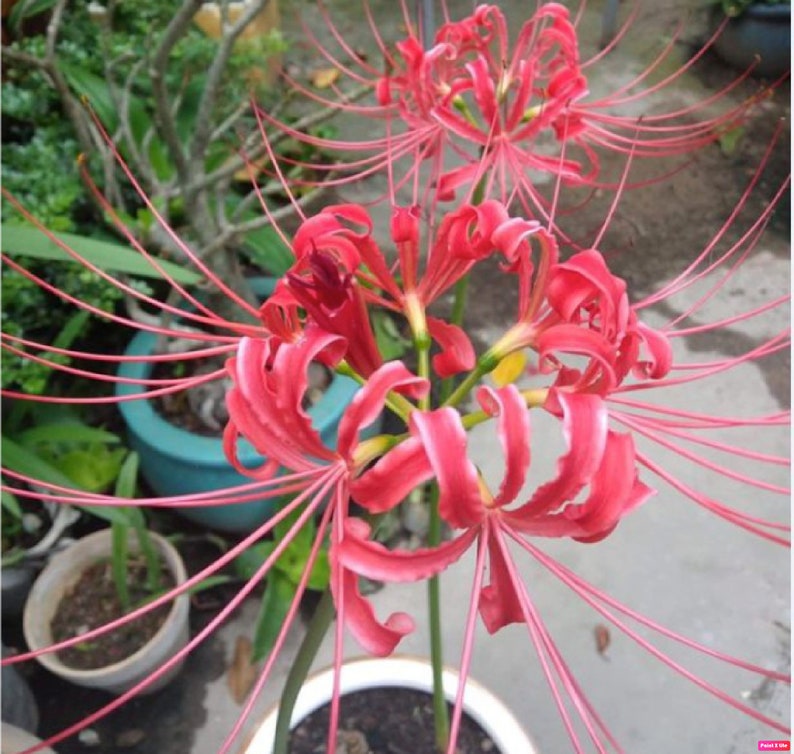 Top Red Lycoris Spider Lilies Bulbs Radiata Hurricane Lily Cluster Amayllis Growing Bonsai Roots Rhizomes Corms Tubers Potted Planting Reblooming Fragrant Garden Species Blooms Flower Seeds Plant Gardening