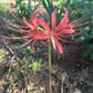 Southern Lycoris Spider Lilies Bulbs Radiata Hurricane Lily Cluster Amayllis Growing Bonsai Roots Rhizomes Corms Tubers Potted Planting Reblooming Fragrant Garden Species Blooms Flower Seeds Plant Gardening