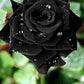 Black Rose Seedlings Flower Seeds Perennial Growing Bonsai Corms Tubers Potted Planting Reblooming Fragrant Garden Roots Rhizomes Species Blooms Plant Bulbs Gardening Tree