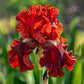 Pearl Mist-Rare Iris Seeds⚜️