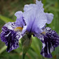 Iris germanica 'Millennium Falcon'