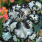Ruby Streak-Rare Iris Seeds ⚜️