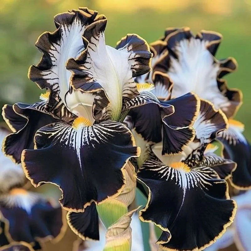 Golden Veil-Rare Iris Seeds⚜️