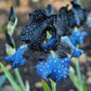 Ruby Streak-Rare Iris Seeds ⚜️