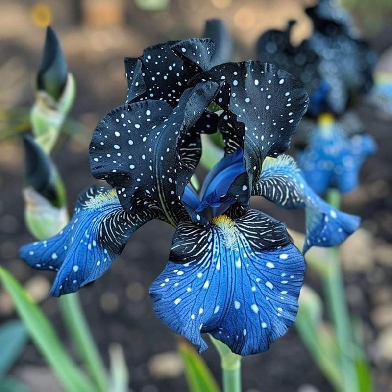 Ruby Streak-Rare Iris Seeds ⚜️