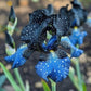 Pearl Mist-Rare Iris Seeds⚜️