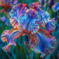Golden Veil-Rare Iris Seeds⚜️