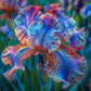 Silver Shimmer-Rare Iris Seeds ⚜️