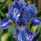 Pearl Mist-Rare Iris Seeds⚜️
