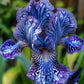 Sapphire Veil-Rare Iris Seeds⚜️