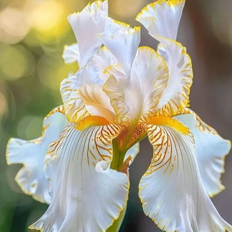 Ruby Streak-Rare Iris Seeds ⚜️