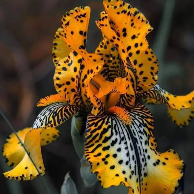 Sapphire Veil-Rare Iris Seeds⚜️