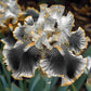 Golden Veil-Rare Iris Seeds⚜️