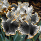Silver Shimmer-Rare Iris Seeds ⚜️