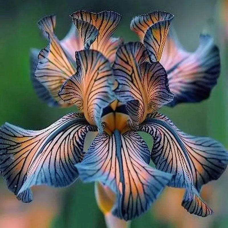 Golden Veil-Rare Iris Seeds⚜️