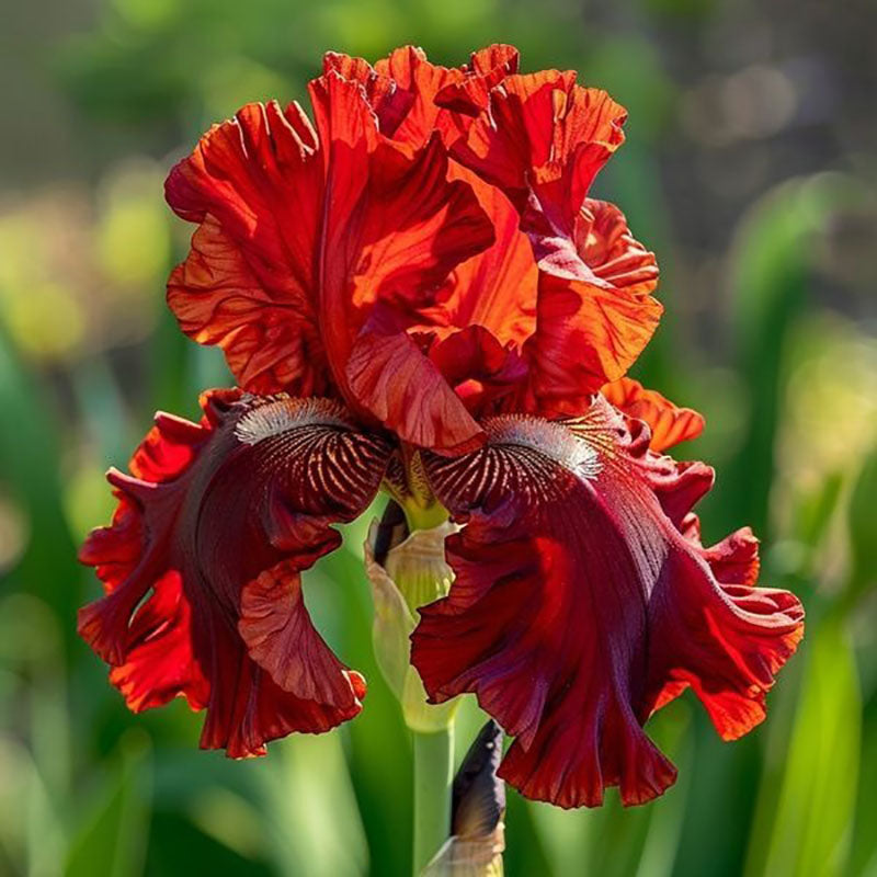 Sapphire Veil-Rare Iris Seeds⚜️