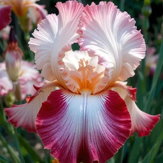 Silver Shimmer-Rare Iris Seeds ⚜️