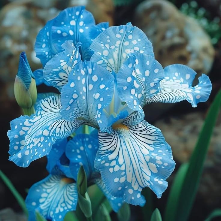 Silver Shimmer-Rare Iris Seeds ⚜️