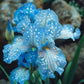 Ruby Streak-Rare Iris Seeds ⚜️