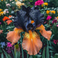 Golden Veil-Rare Iris Seeds⚜️