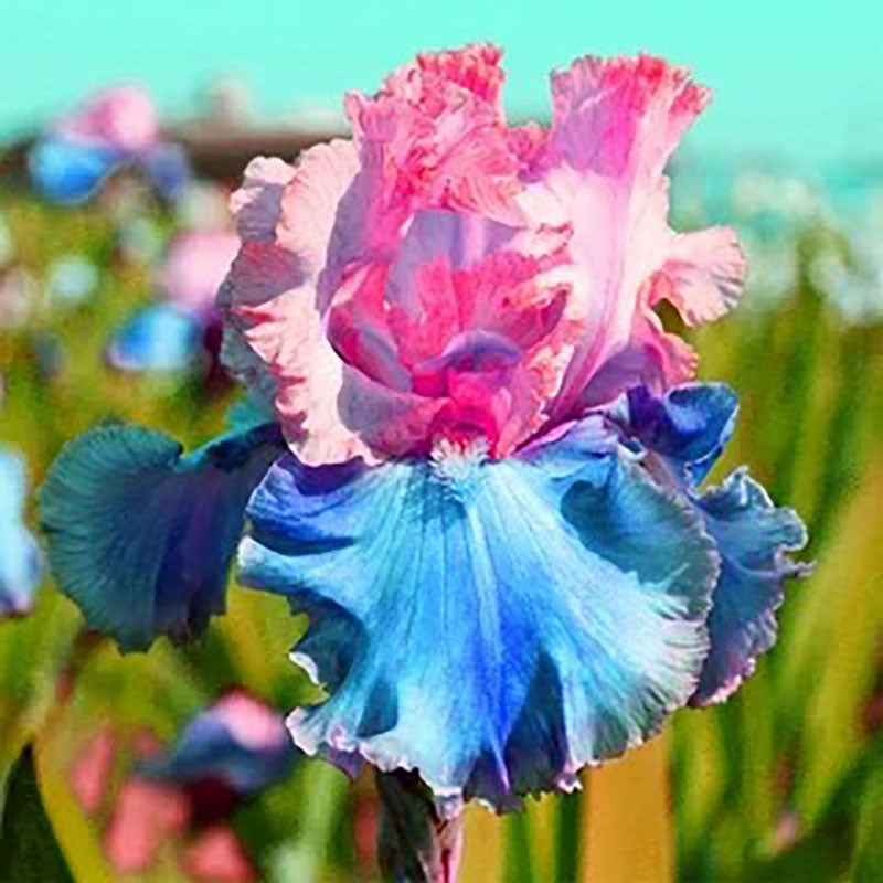Golden Veil-Rare Iris Seeds⚜️